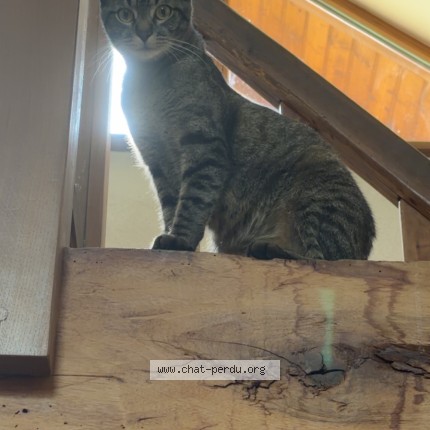 Photo of a cat found in Coublevie