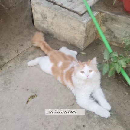 Photo 1/1 Laraib Ahmed Cat lost in Rawalpindi R026