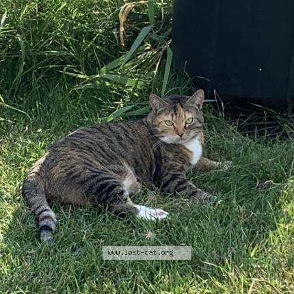 Picture of cat found at Red Deer
