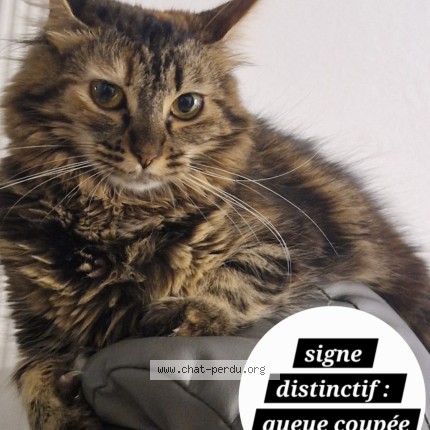 Photo of a cat found in St Martin D Heres