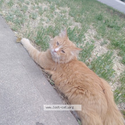 Photo 1/1 dozer Cat lost in Aurora