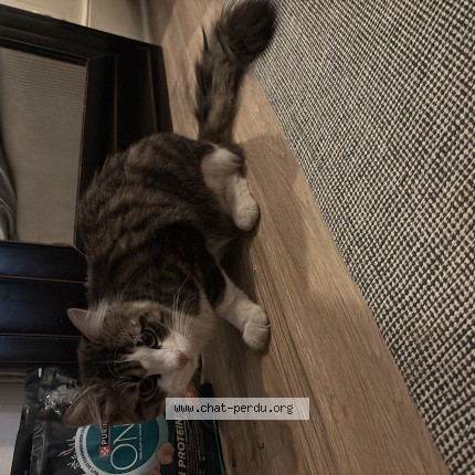 Foto 1/1 Gefundene Katze Gefunden in Bex