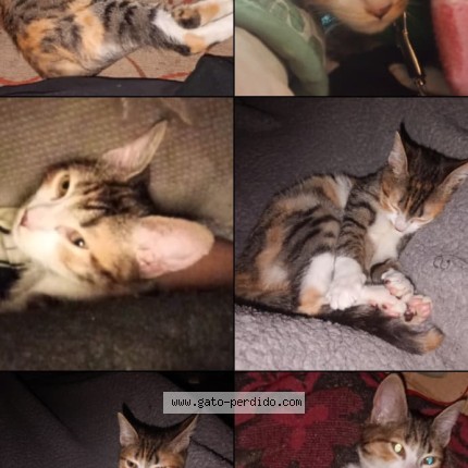 Photo of a cat found in Polvorines