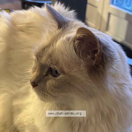 Foto 1/1 neige Kat vermist in Bruxelles