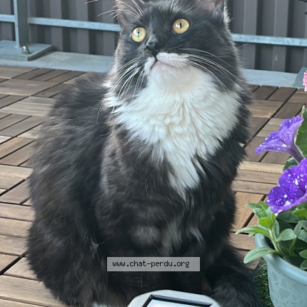 Photo of a cat found in Bordeaux