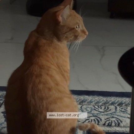 Picture of cat lost at Orlando