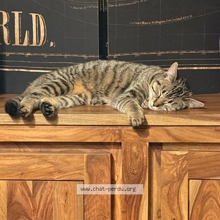 Foto 1/1 Scoubidou Kat vermist in Itterbeek