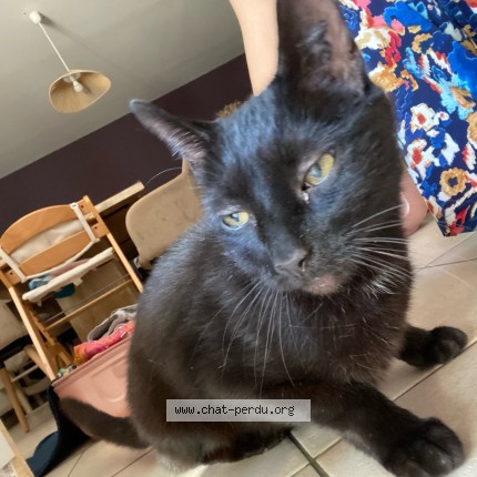 Photo of a cat found in Charmont Sous Barbuise
