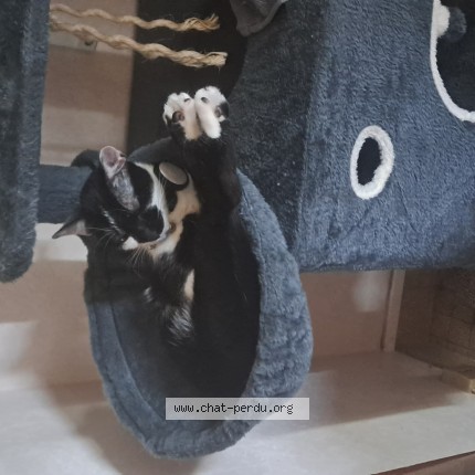 Photo of a cat found in Issoudun