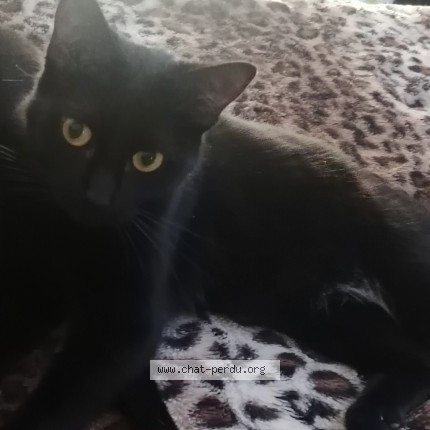 Photo of a cat found in Courbevoie