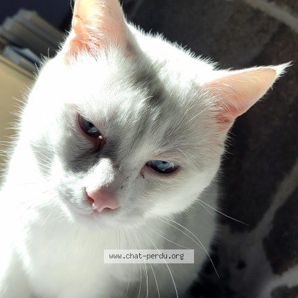 Photo of a cat found in Baguer Morvan