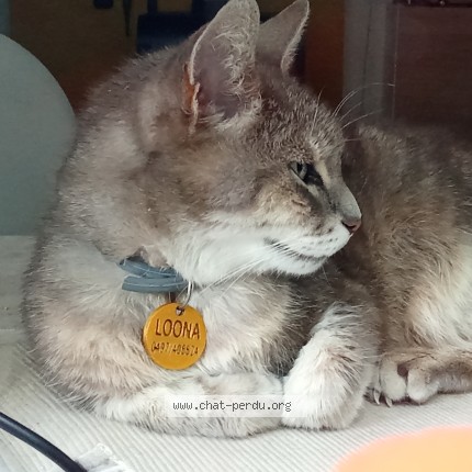 Foto 1/1 LOONA Kat vermist in Blegny