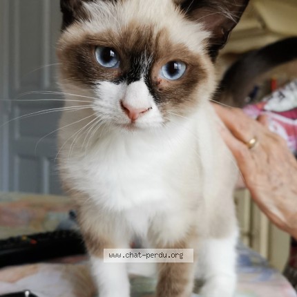 Photo of a cat found in Montauban