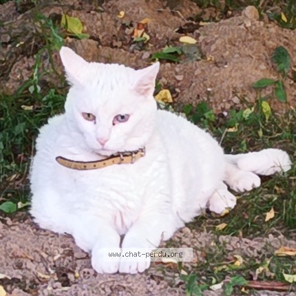 Photo of a cat found in Plumieux