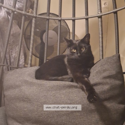 Photo of a cat found in Bruxelles