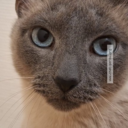 Foto 1/3 Kat teruggevonden Vermist in Tervuren