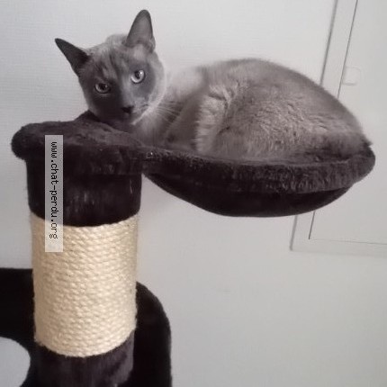 Foto 2/3 Kat teruggevonden Vermist in Tervuren