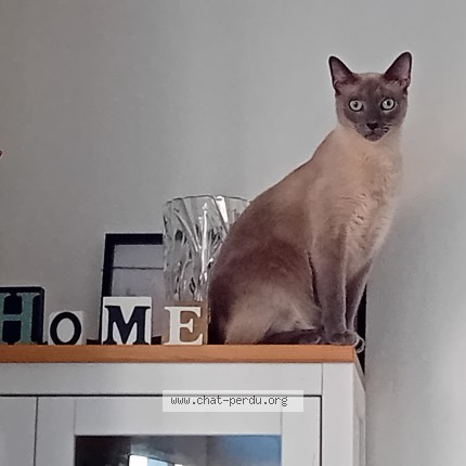 Foto 3/3 Kat teruggevonden Vermist in Tervuren