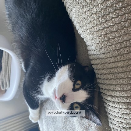Photo of a cat found in Angouleme