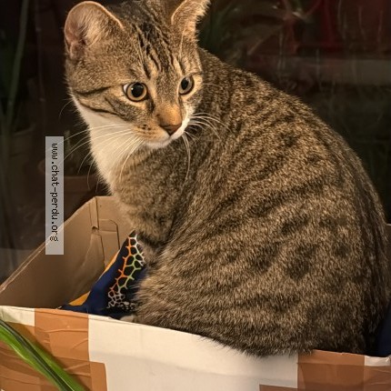 Photo of a cat found in Montreuil