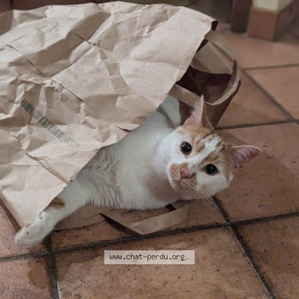 Photo of a cat found in Gap