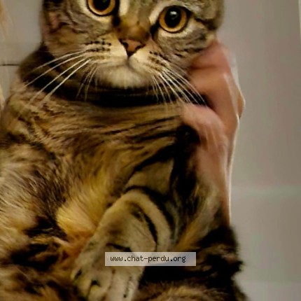 Foto 1/1 GUERLAIN Nono Kat vermist in Rhode Saint Genese