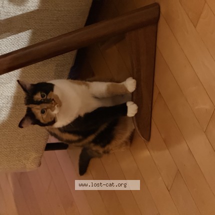 Photo 1/1 Reunited cat Lost in Montreal