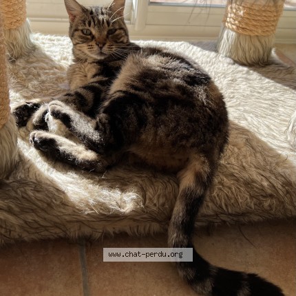 Photo of a cat found in Camaret Sur Aigues