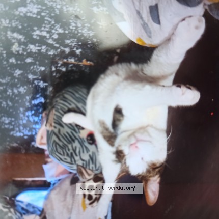 Photo of a cat found in Legna