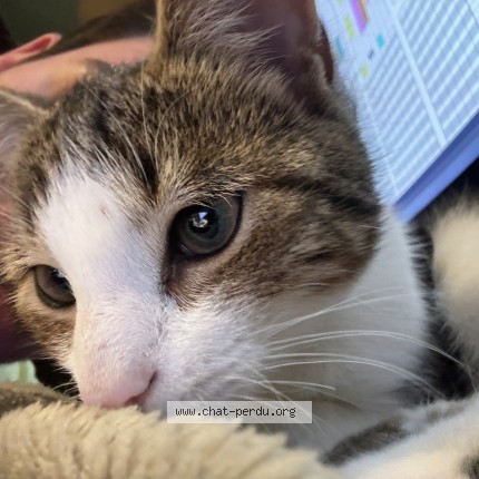 Foto 1/1 Rose Kat vermist in Louvain La Neuve