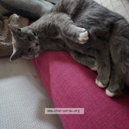 Foto 1/1 pikachu Kat vermist in Liege