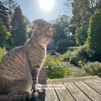 Photo of a cat found in Uccle