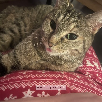 Foto 1/1 snoopy Kat vermist in Soulme