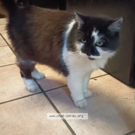 Photo of a cat found in Cauvigny