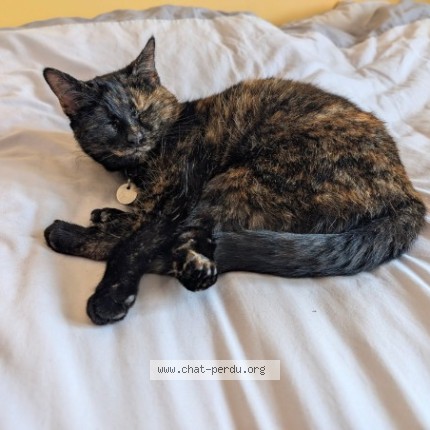 Photo of a cat found in Nantes