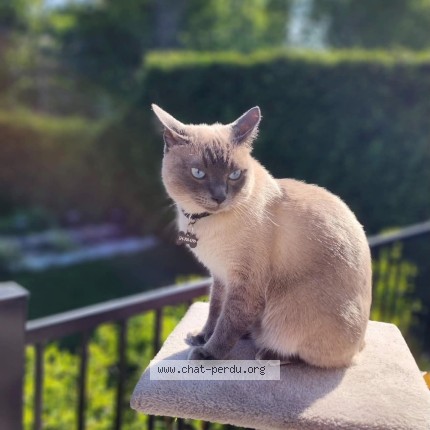 Photo of a cat found in Chateauguay