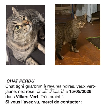 Foto 1/1 storm Gatto smarrito a Villars Sur Glane
