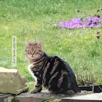 Photo of a cat found in Conde Sur Noireau