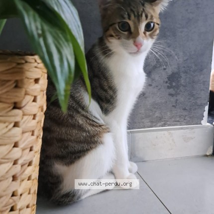 Foto 1/1 Antar Kat vermist in Herstal