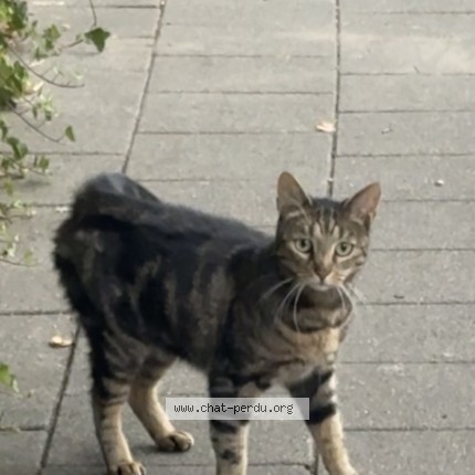 Foto 1/1 Zelie Kat vermist in Bruxelles