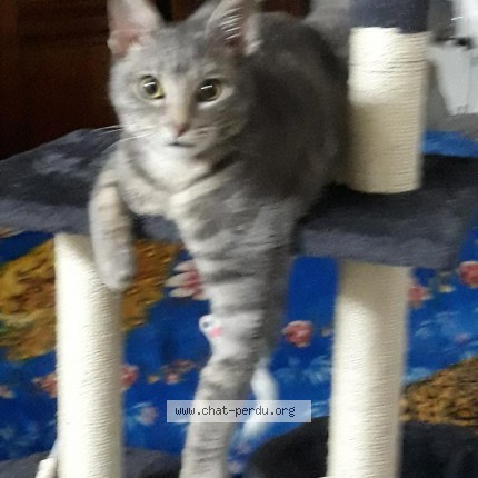 Photo of a cat found in Issy Les Moulineaux