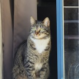 Dora