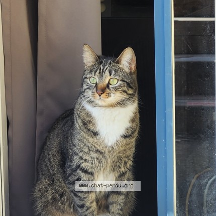 Photo 1/1 Dora Cat lost in Laval