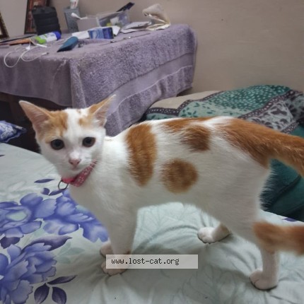 Photo 1/1 Jingu Cat lost in Kaninadu