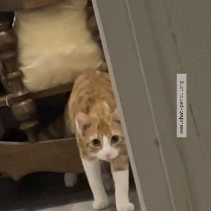 Photo of a cat found in Narbonne