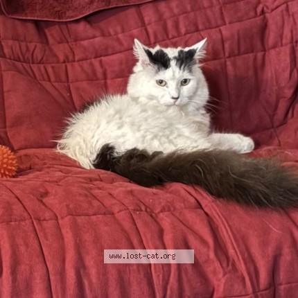 Photo 1/1 jonx Cat lost in East Bernstadt