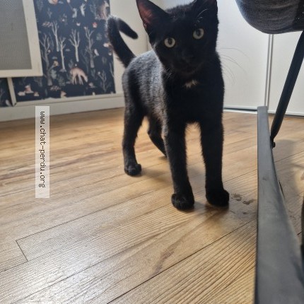 Photo of a cat found in Bayonne