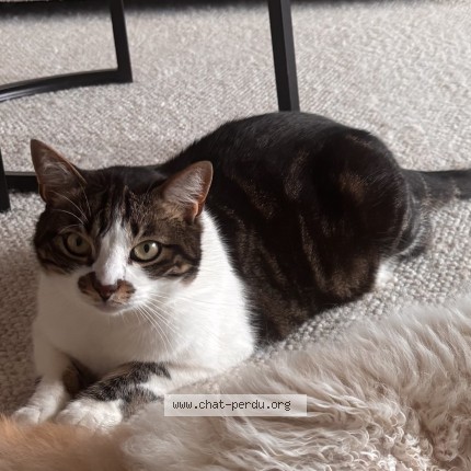 Photo of a cat found in Montelier