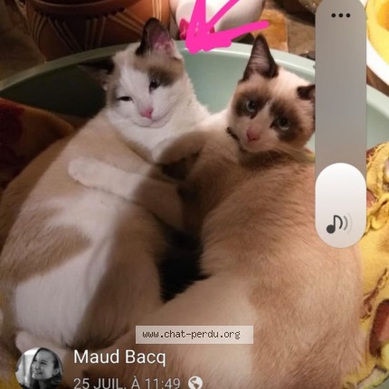 Foto 1/1 Leo Kat vermist in Jodoigne Souveraine