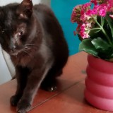 Nanetto